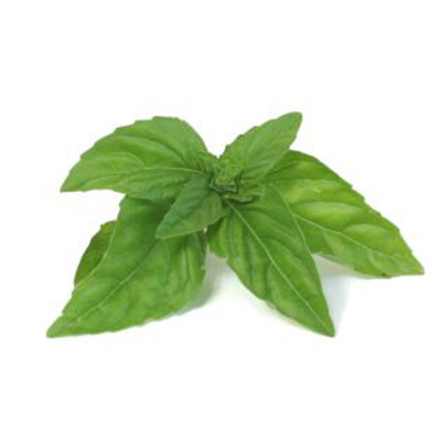 basil fresh herb