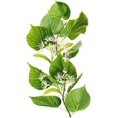 linden fresh herb