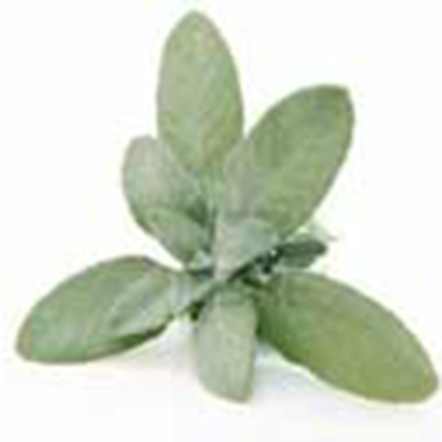 sage fresh herb
