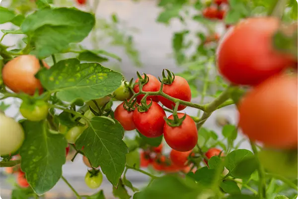 Fresh tomatoes growing on vine in greenhouse, natural ingredients for Mediterranean meals